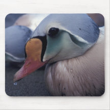 king eider male mousepad