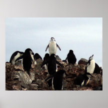 King of the Penguins Poster