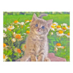 Kitten and Flowers Photo