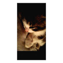 Kitten Contrast Photo Card