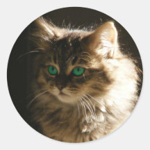 Kitten eyes envelope seals sticker