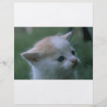 Kitten Full Color Flyer