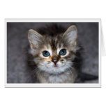 Kitten Greeting Cards