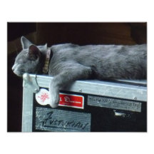 Kitten on a Road Case Photograph