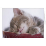 Kitten Sleeping in Bowl 2 Cards