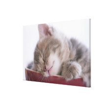 Kitten Sleeping in Bowl 2 Gallery Wrapped Canvas