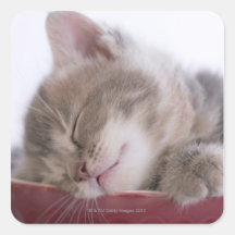 Kitten Sleeping in Bowl 2 Square Stickers