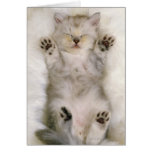 Kitten Sleeping on a White Fluffy Carpet, High Greeting Cards