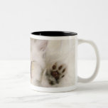 Kitten Sleeping on a White Fluffy Carpet, High Mug