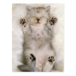 Kitten Sleeping on a White Fluffy Carpet, High Post Card