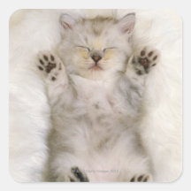 Kitten Sleeping on a White Fluffy Carpet, High Square Sticker