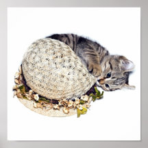 Kitten with Bonnet Poster