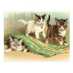Kittens Hide and Seek Post Cards