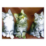kittens art photo