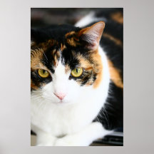 Kitty1 Poster