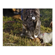 Kitty and Mousey Share a Meal Post Card
