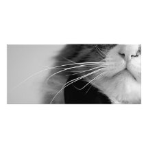 Kitty Close-Up Rack Card Design