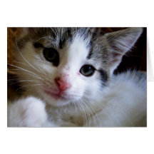 Kitty Greeting Card