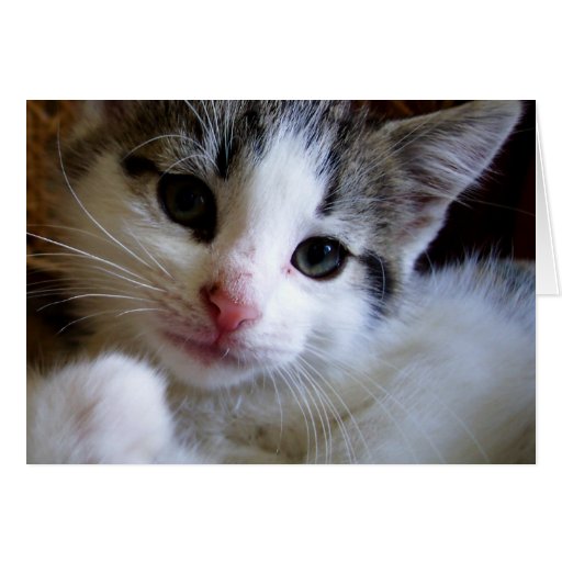 Kitty Greeting Card