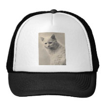 Kitty Hat