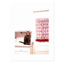 kitty in kitchen postcard