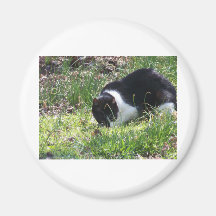 kitty kat fridge magnets