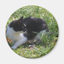 Kitty Kat Fridge Magnets