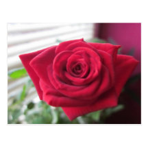 Kleine Rose Postkarte