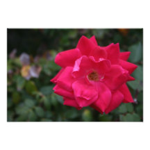 Knockout Rose Photo Art
