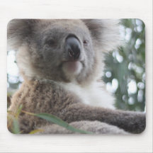 Koala Bear Facts Mouse Pad