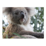 Koala Bear Facts Postcard