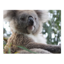 Koala Bear Facts Postcard