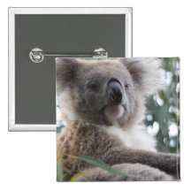 Koala Bear Facts Square Pin