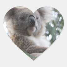 Koala Bear Facts Stickers