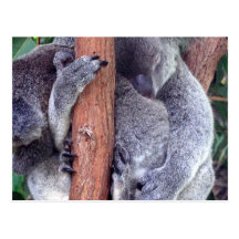 Koala Bear Family Postcard