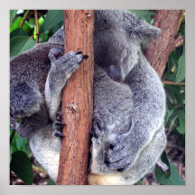 Koala Bear Family Poster