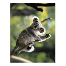 Koala Bear Post Cards