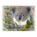 Koala Bear Postcard