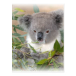 Koala Bear Postcard