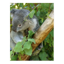 Koala Bear Postcard