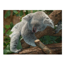 Koala bear so cute postcards
