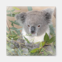 Koala Bear Square Magnet