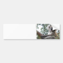 Koala Bumper Sticker