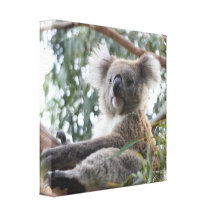 Koala Canvas Print