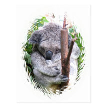 Koala Cuddle Postcard