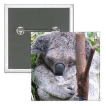 Koala Cuddle Square Button