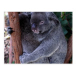 Koala Family Postcard
