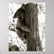 Koala in Sydney, NSW, Australia Poster