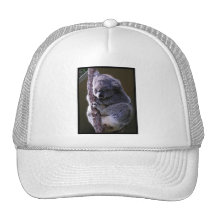 Koala in Tree Baseball Hat