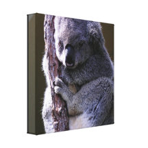 Koala in Tree Canvas Print